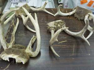 lot 41 image: 4 sets of antlers...