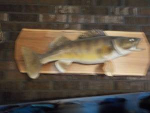 lot 171 image: 10 lb. Walleye Mount...