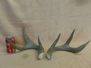 lot 126 image: Deer Antlers