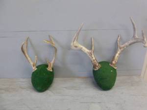 lot 377 image: Deer Antler Racks