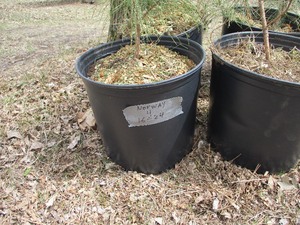 1-POTTED NORWAY PINE  APPROX. 16-24 TALL