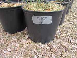 1-POTTED NORWAY PINE  APPROX. 12-16 TALL