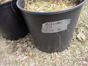 1- POTTED RED CEDAR  12-16 TALL