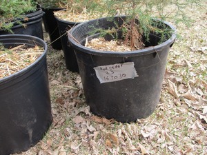 1- POTTED RED CEDAR  16-30 TALL