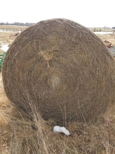 lot 41 image: Round Bale of Hay