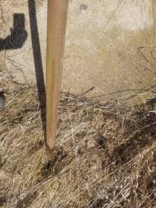 lot 108 image: Bale Spear