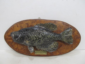 lot 271 image: Vintage Taxidermy Mounted Crappie