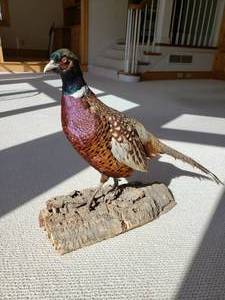 lot 31 image: Handsome Taxidermy Stuffed Pheasant Specimen