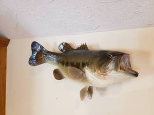 lot 139 image: Taxidermy Mount Large Mouth Bass  17