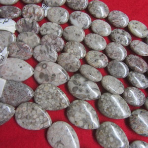 China Shell Fossil