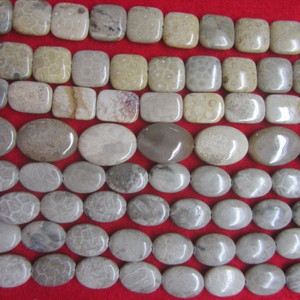 China Shell Fossil