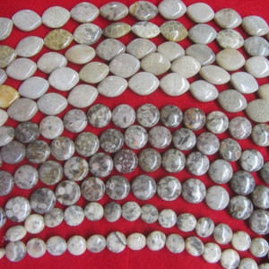 China Shell Fossil