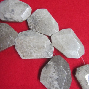 China Shell Fossil