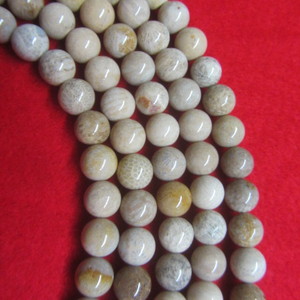 China Shell Fossil