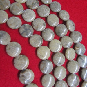 China Shell Fossil