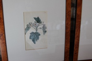 lot 17 image: Lot of Three (3) Retrospect Botanical Vintage Framed Art Prints