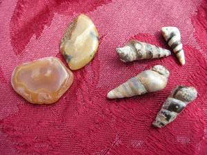 FossilizedMineralized Shells and Other