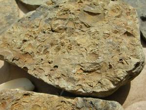 Fossils, Shells, Minerals