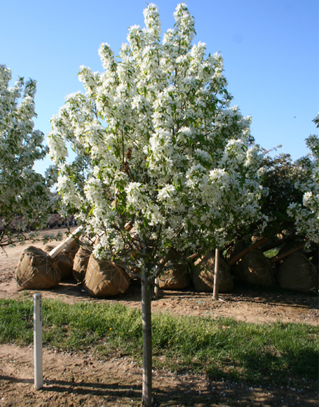 Spring Snow Crabapple Tree Annual Spring Auction Ball Burlap Trees K Bid