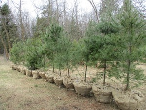 1- POTTED WHITE PINE APPROX. 6-10 TALL