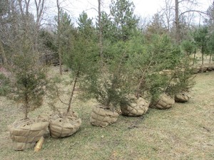 1- POTTED CEDAR. 4-6 TALL