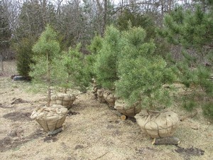 1-POTTED SCOTCH PINE APPROX. 6 TALL