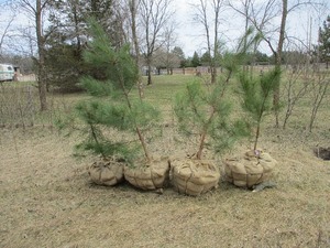 1-POTTED NORWAY PINE APPROX. 4 TALL