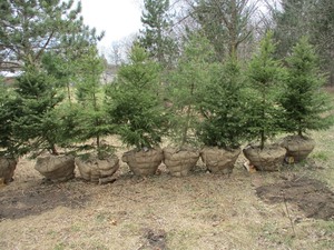 1-POTTED BLACK HILL SPRUCE APPROX. 6 TALL