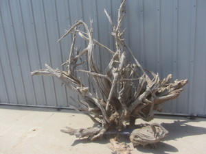 Driftwood