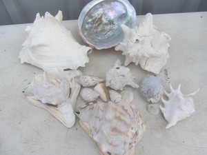 Sea Shells