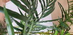 lot 126 image: Silk Potted Palm Tree Plant