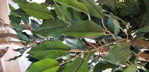 lot 128 image: Silk Ficus Tree