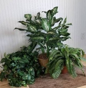 lot 129 image: Lot of 3 Silk Plants