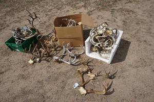 lot 96 image: Large Lot of White Tail Deer Antlers