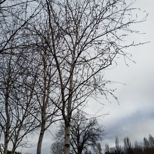 lot 1 image: Birch, B&B
