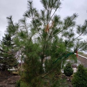 lot 47 image: White Pine