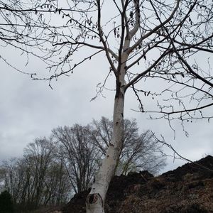 lot 52 image: Birch, B&B