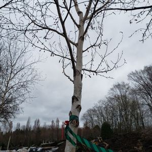 lot 58 image: Birch, B&B