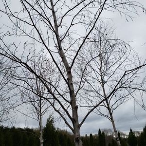 lot 70 image: Birch, B&B