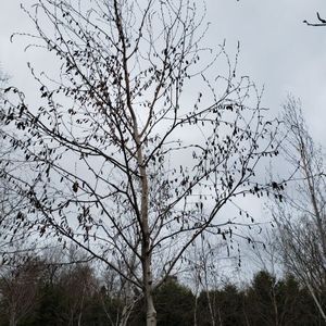 lot 78 image: Birch, B&B