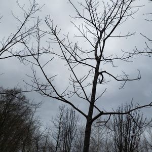 lot 76 image: Red Oak