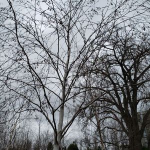 lot 81 image: Birch, B&B