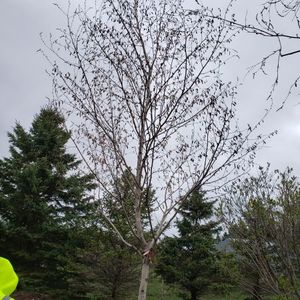 lot 79 image: Birch, B&B