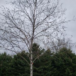 lot 80 image: Birch, B&B