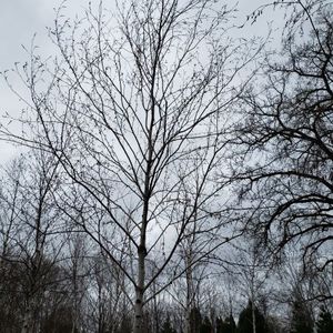 lot 82 image: Birch, B&B