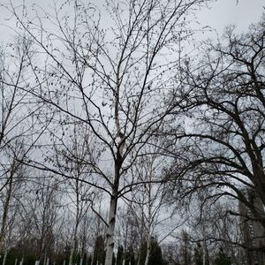 lot 83 image: Birch, B&B