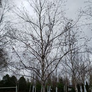 lot 85 image: Birch, B&B
