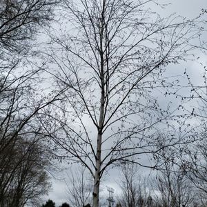 lot 86 image: Birch, B&B