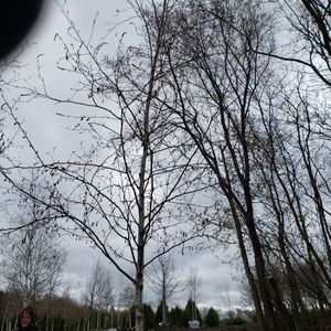 lot 87 image: Birch, B&B