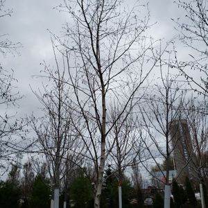 lot 88 image: Birch, B&B